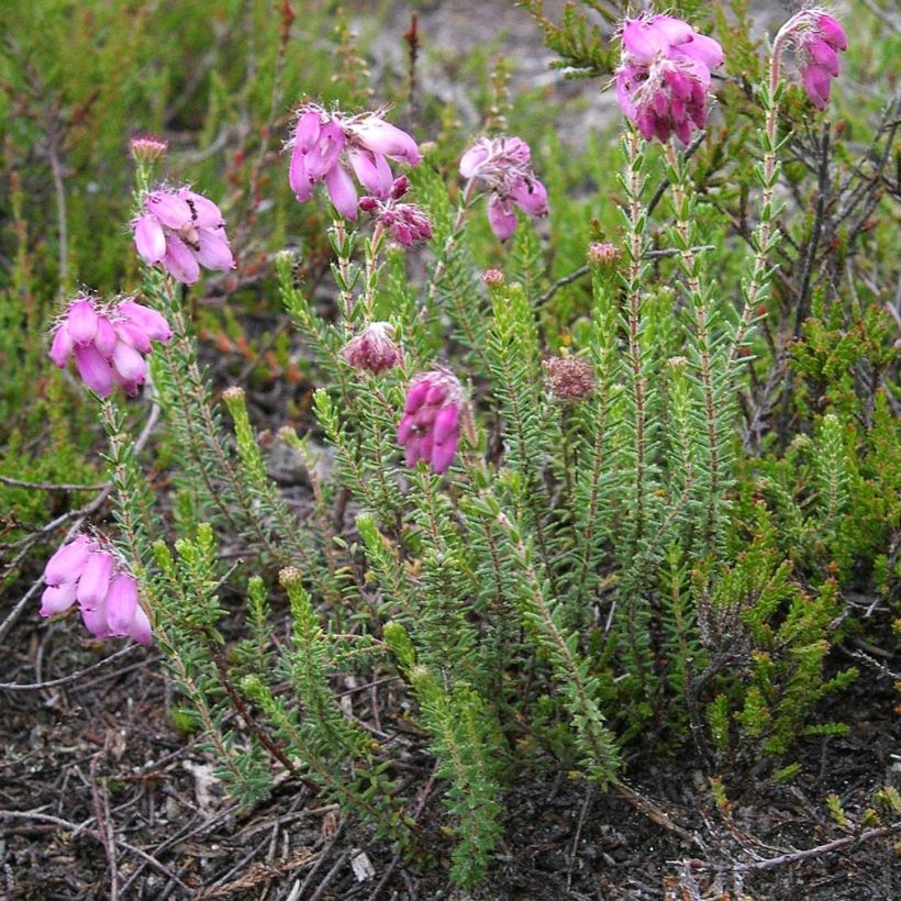 Erica tetralix - Brezo de cuatro estambres (Porte)