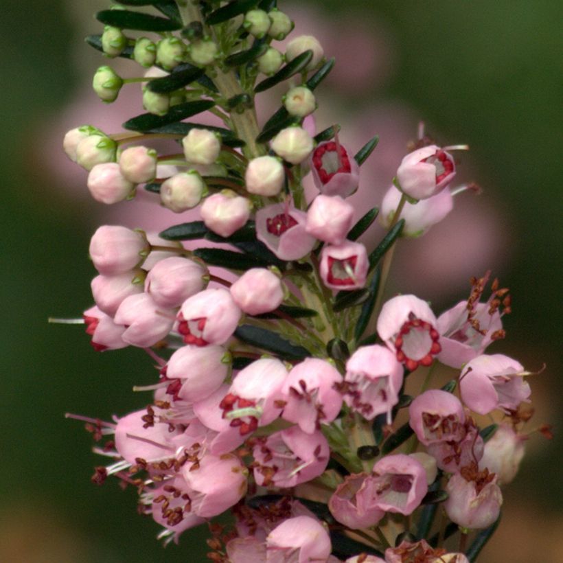 Erica vagans Diana Hornibrook - Brezo (Floración)