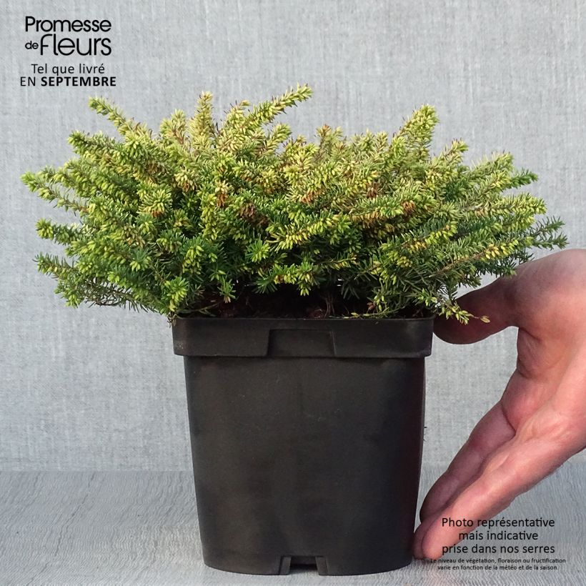 Ejemplar de Erica x darleyensis Eva Gold, bruyère d'hiver Pot de 1.5L/2L entregado en otoño