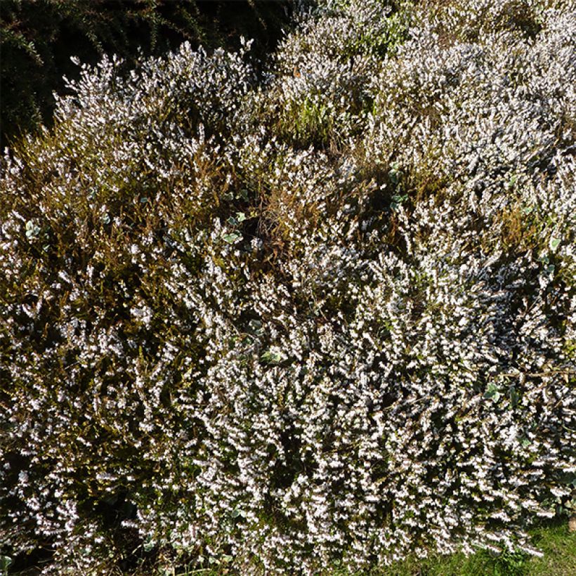 Erica darleyensis Silberschmelze - Brezo rosado (Porte)