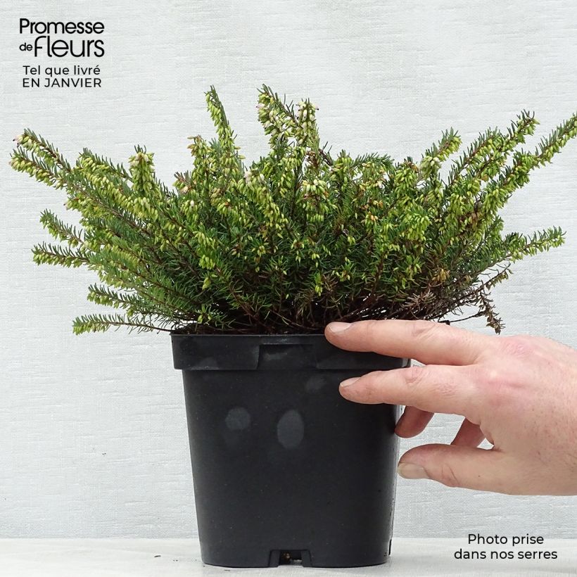 Erica x darleyensis Spring Surprise, bruyère Pot de 2L/3L Ejemplar entregado en invierno