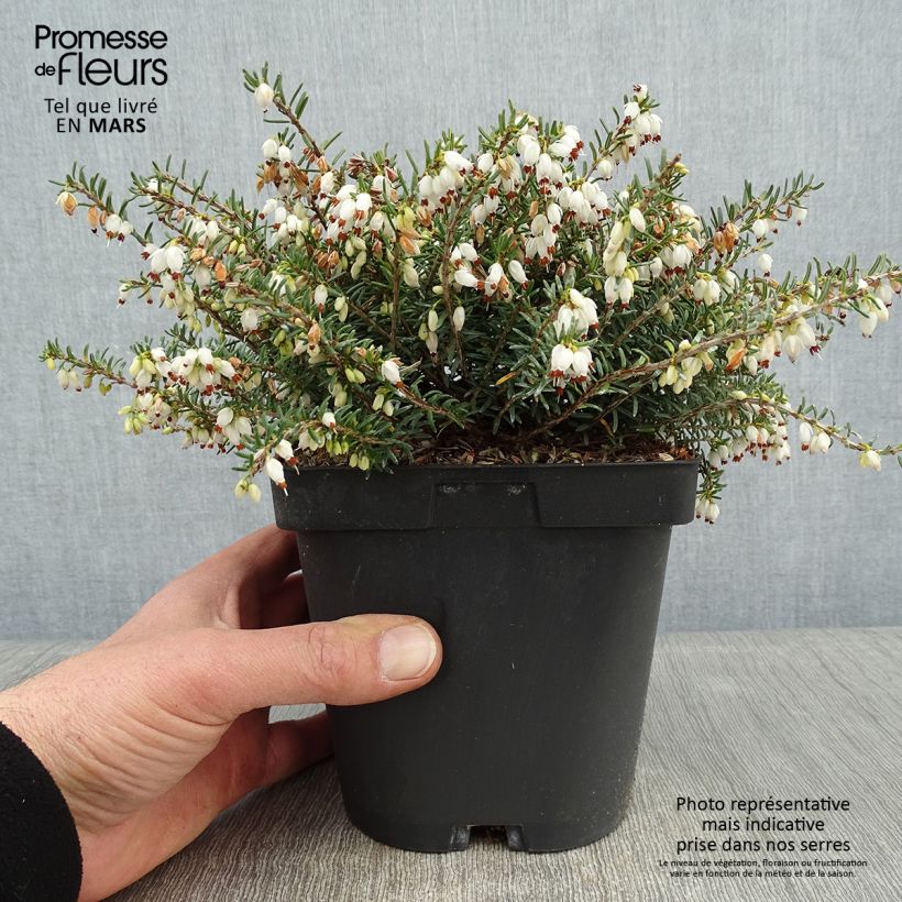 Erica x darleyensis Winter Belles Katia - Bruyère d'hiver Pot de 2L/3L Ejemplar entregado en invierno