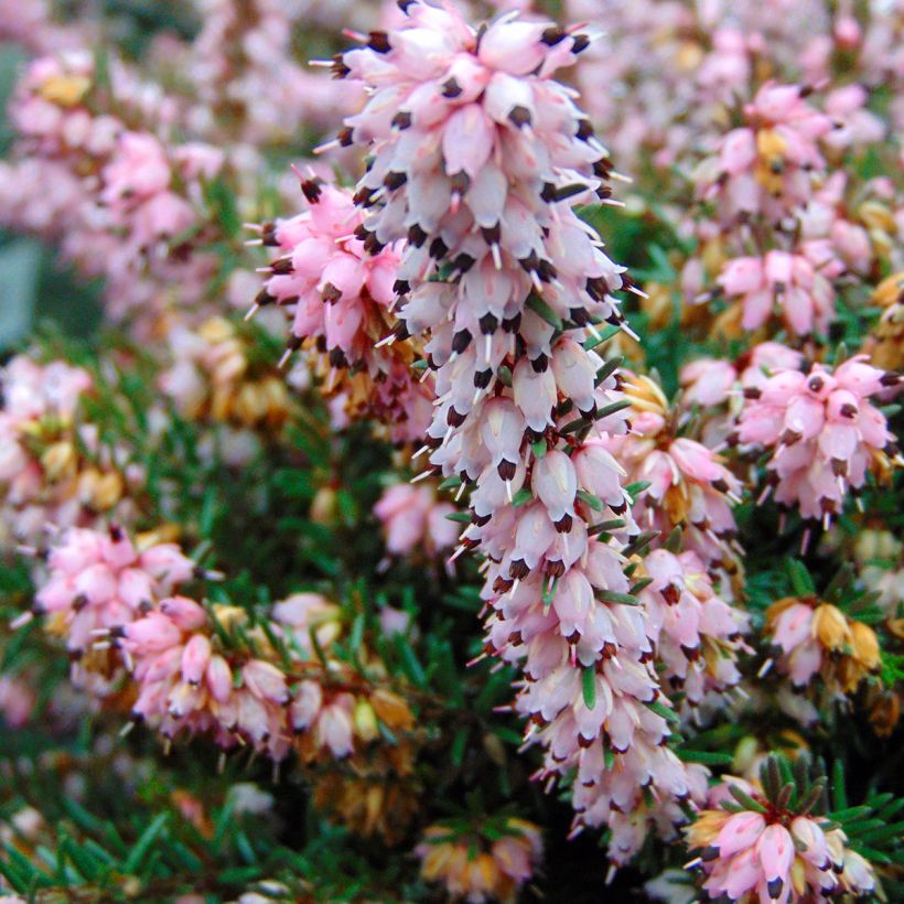 Erica darleyensis Winter Belles Phoebe - Brezo rosado (Floración)