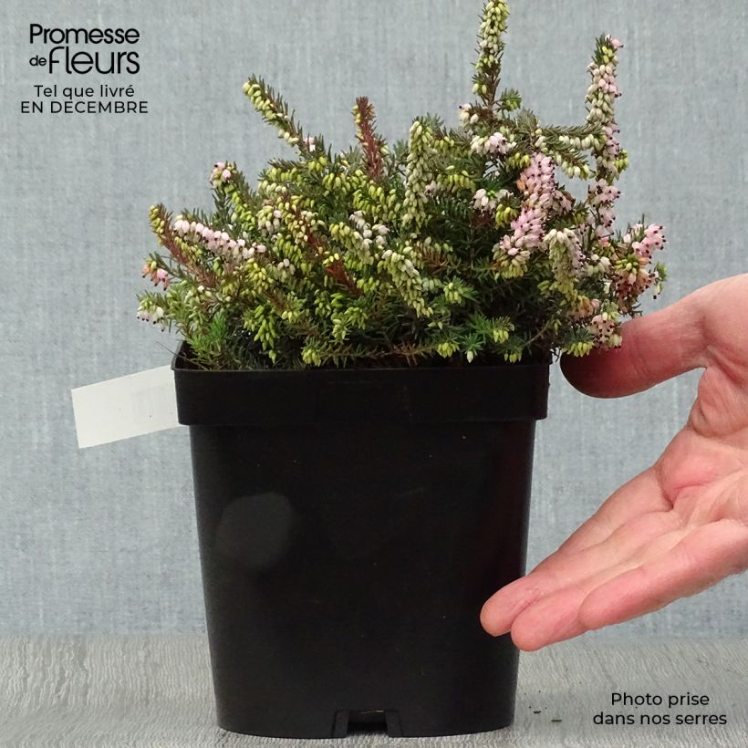 Erica x darleyensis Winter Belles Phoebe, bruyère d'hiver Pot de 2L/3L Ejemplar entregado en invierno