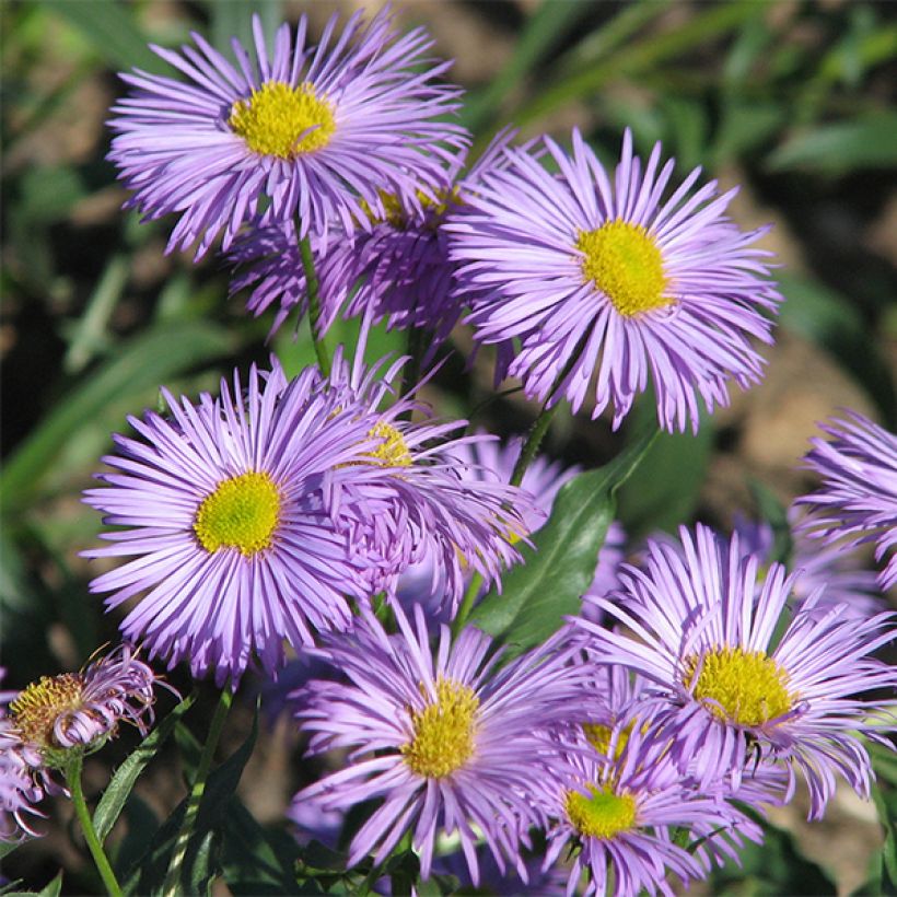 Erigeron speciosus Azure Beauty - Margarita de Oregón (Floración)