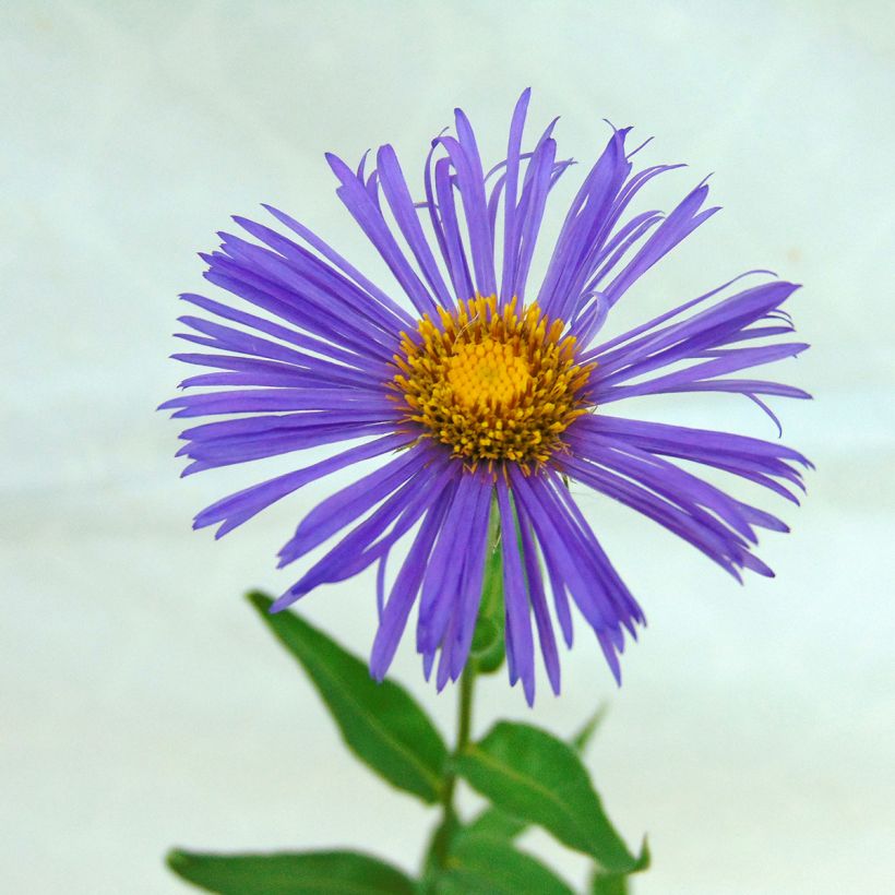 Erigeron Dunkelste Aller - Margarita (Floración)