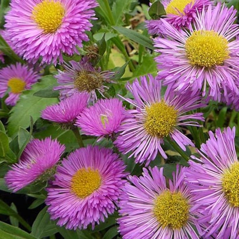 Erigeron Foersters Liebling - Margarita (Floración)