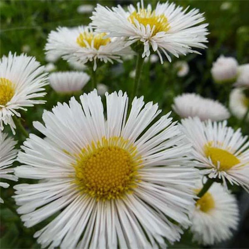 Erigeron Professor Korodi - Margarita (Floración)