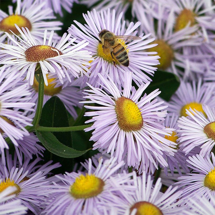 Erigeron Quakeress - Margarita (Floración)