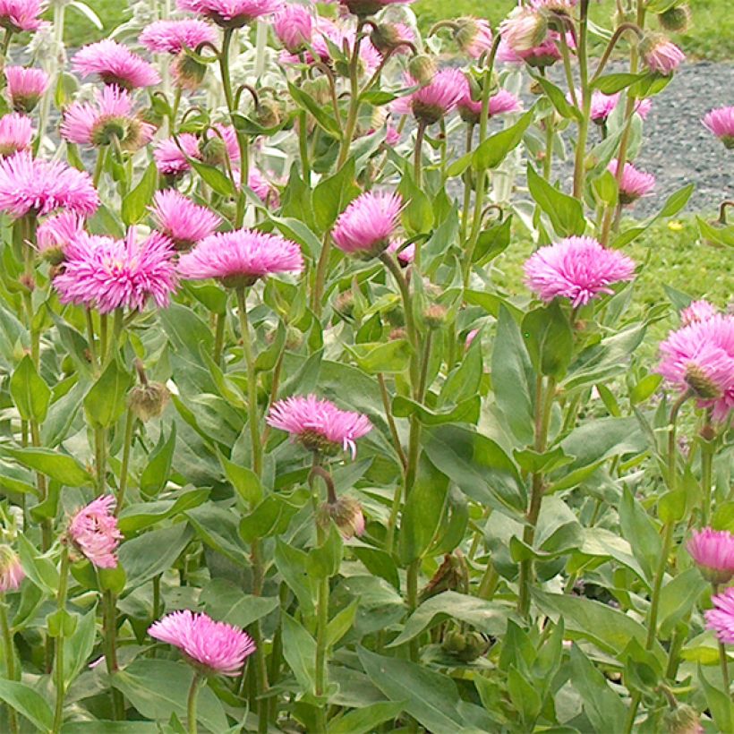 Erigeron speciosus Rosa Jewel - Margarita de Oregón (Floración)