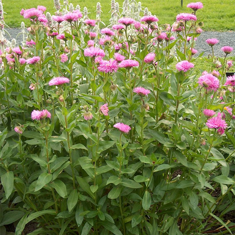 Erigeron speciosus Rosa Jewel - Margarita de Oregón (Porte)