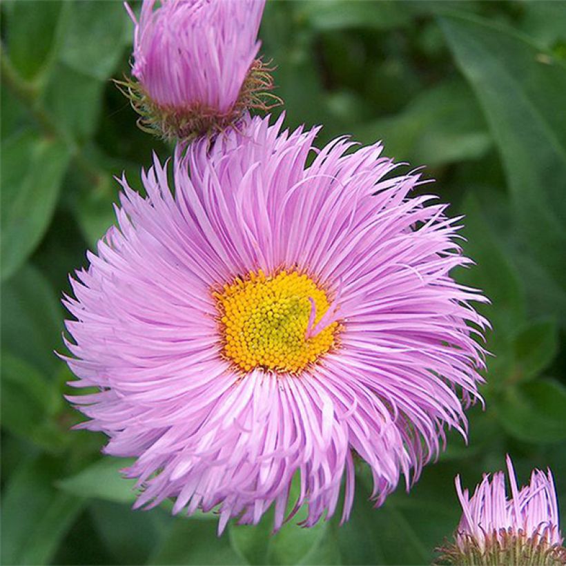 Erigeron Rosa Triumph - Margarita (Floración)