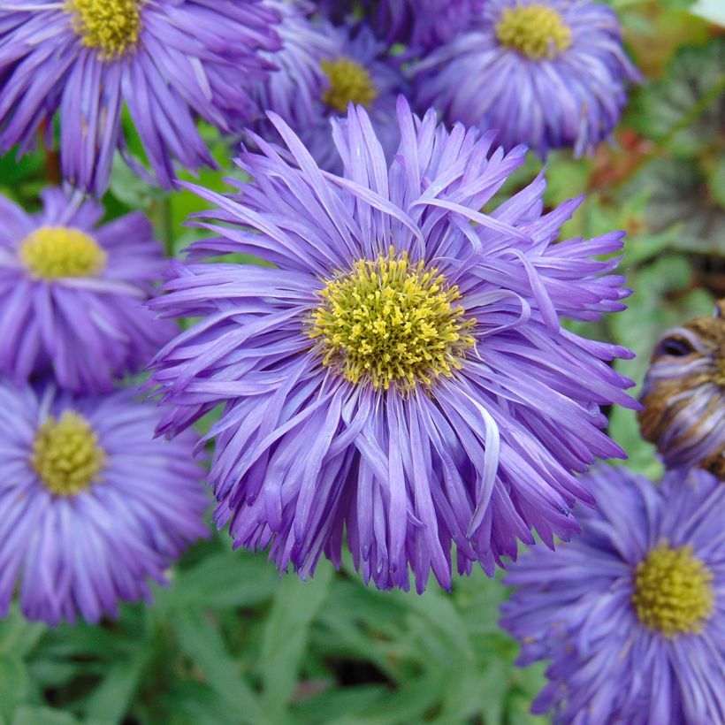 Erigeron Schwarzes Meer - Margarita (Floración)