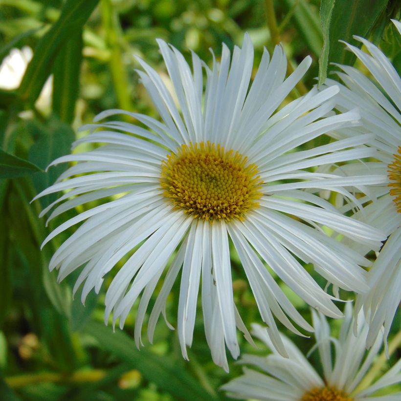 Erigeron speciosus Sommerneuschnee - Margarita de Oregón (Floración)