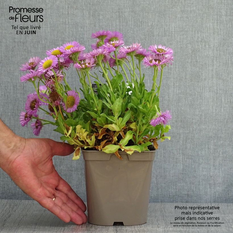 Ejemplar de Erigeron glaucus Sea Breeze - Vergerette glauque Pot de 2L/3L entregado en verano