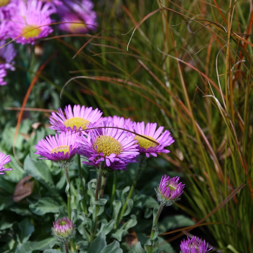 Erigeron glaucus Sea Breeze - Margarita glauca (Porte)