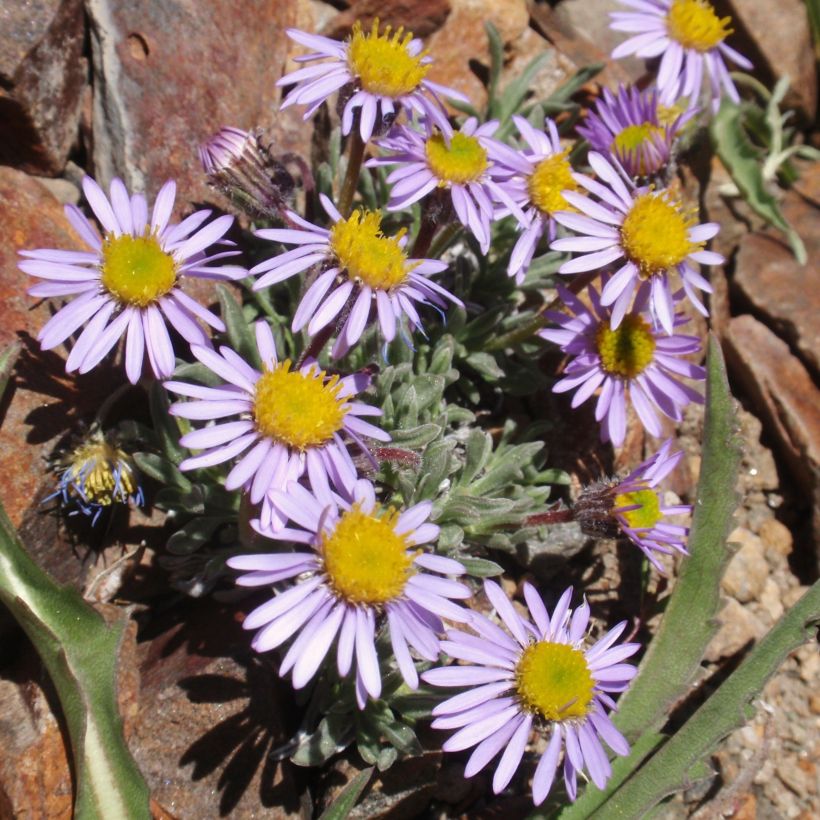 Erigeron leiomerus - Margarita de hojas estrechas (Porte)