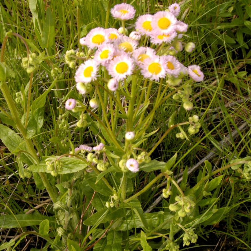 Erigeron philadelphicus - Margarita de Filadelfia (Porte)