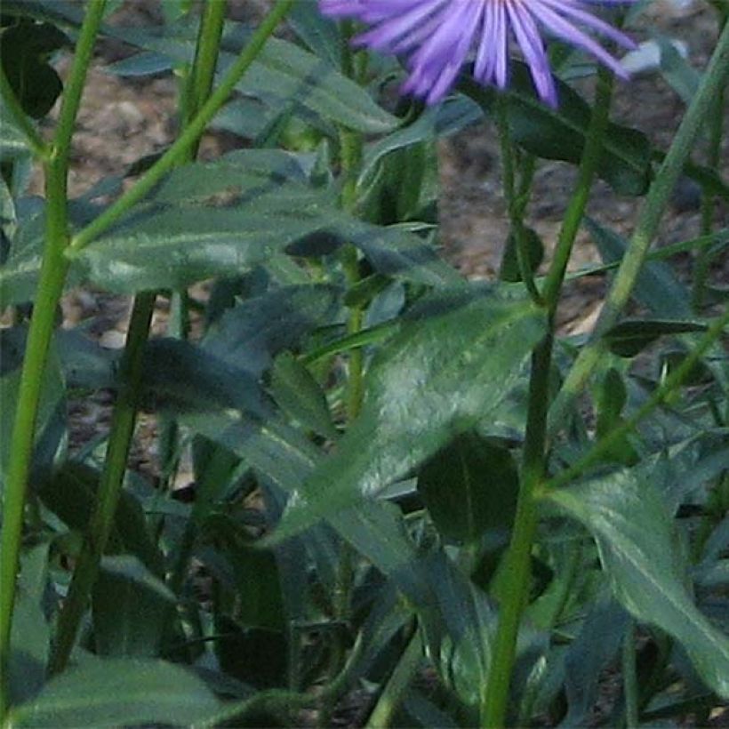 Erigeron speciosus Grandiflorus - Margarita de Oregón (Follaje)