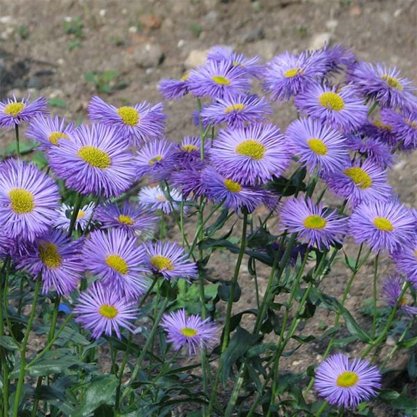 Erigeron speciosus Grandiflorus - Margarita de Oregón (Floración)