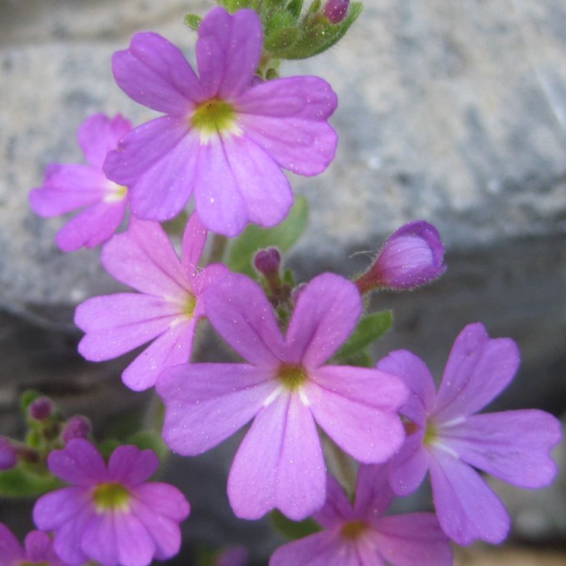 Erinus alpinus - Erino alpino (Floración)