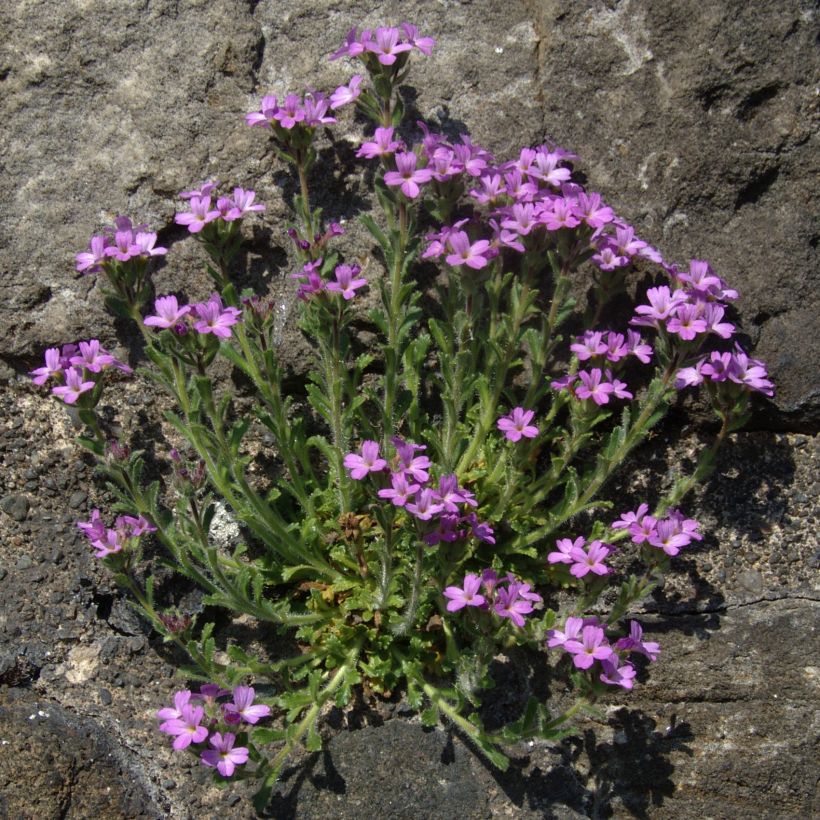 Erinus alpinus - Erino alpino (Porte)