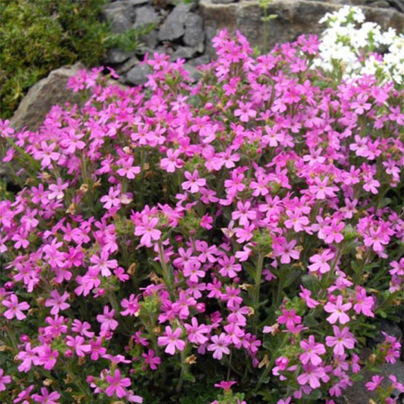 Erinus alpinus Hähnle - Erino alpino (Floración)