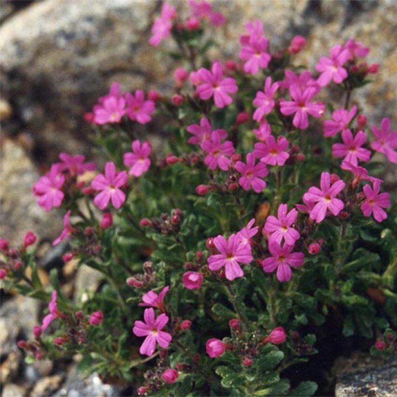 Erinus alpinus Hähnle - Erino alpino (Porte)