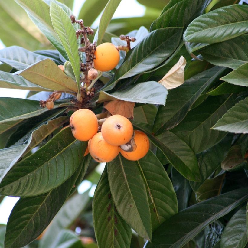 Níspero japonés - Eriobotrya japonica (Follaje)