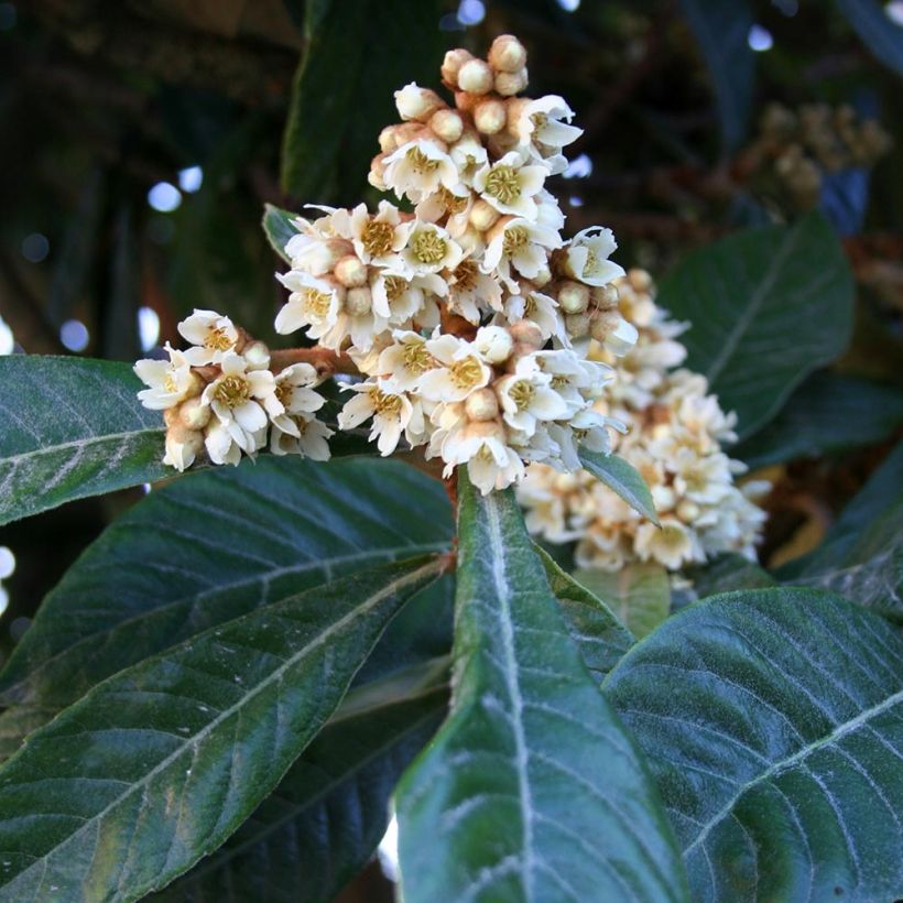 Níspero japonés - Eriobotrya japonica (Floración)