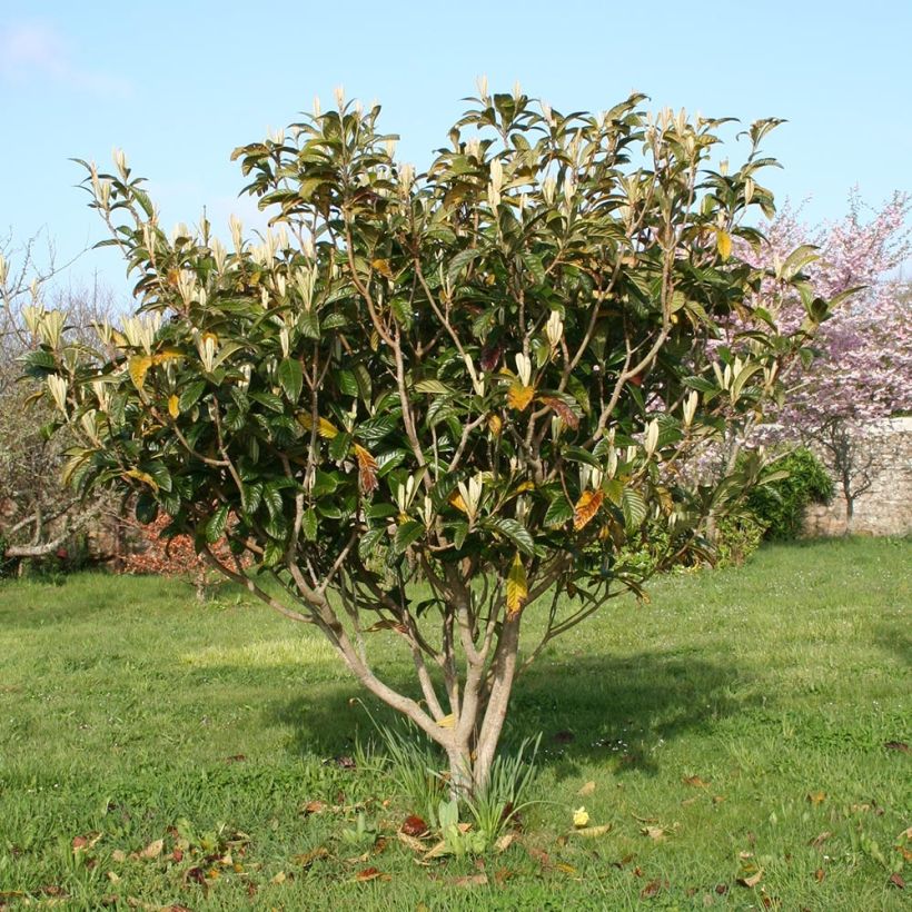 Níspero japonés - Eriobotrya japonica (Porte)