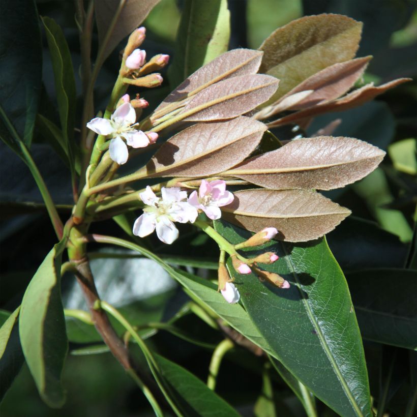 Rhaphiobotrya Coppertone (Floración)