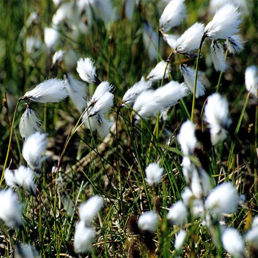 Eriophoron angustifolium - Algodoncillo de pantano (Floración)