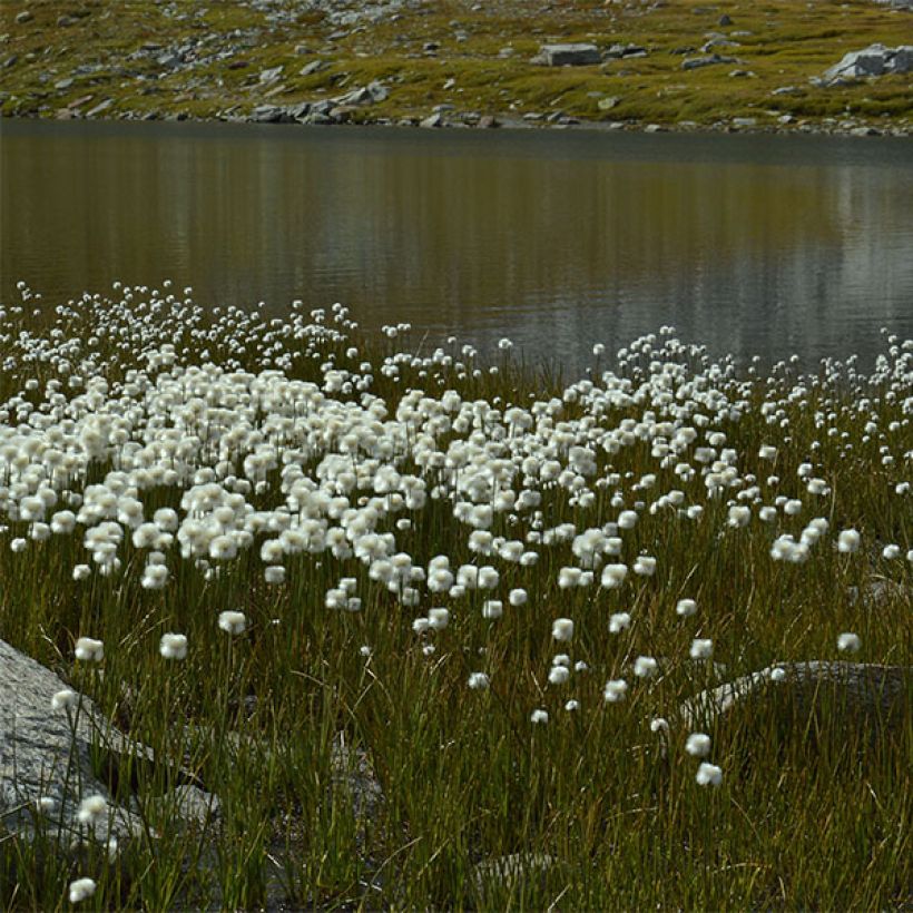 Eriophoron angustifolium - Algodoncillo de pantano (Porte)