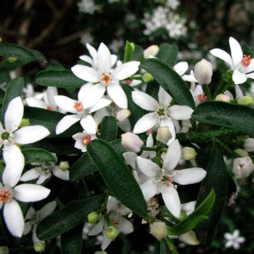 Eriostemon myoporoides (Floración)