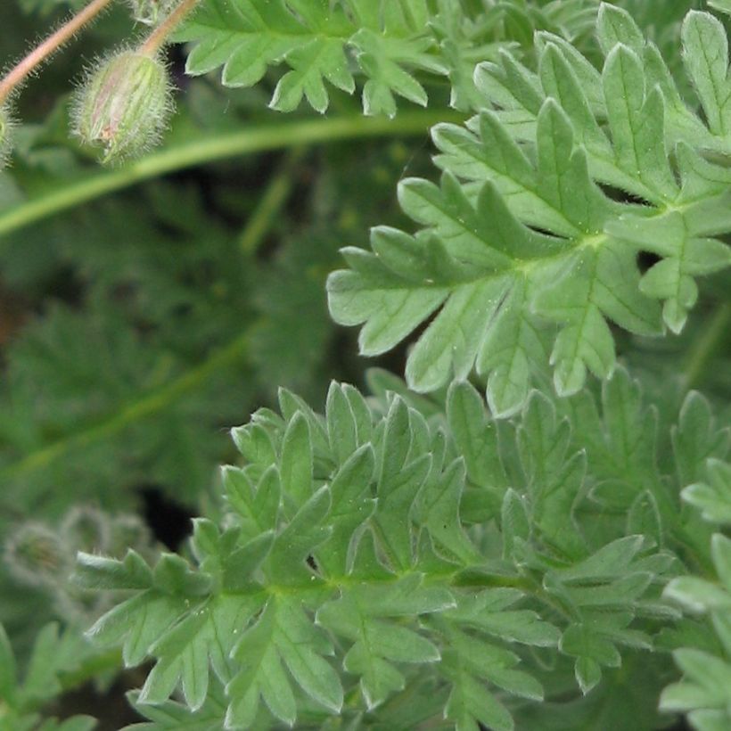 Erodium chrysanthum - Alfileria amarilla (Follaje)