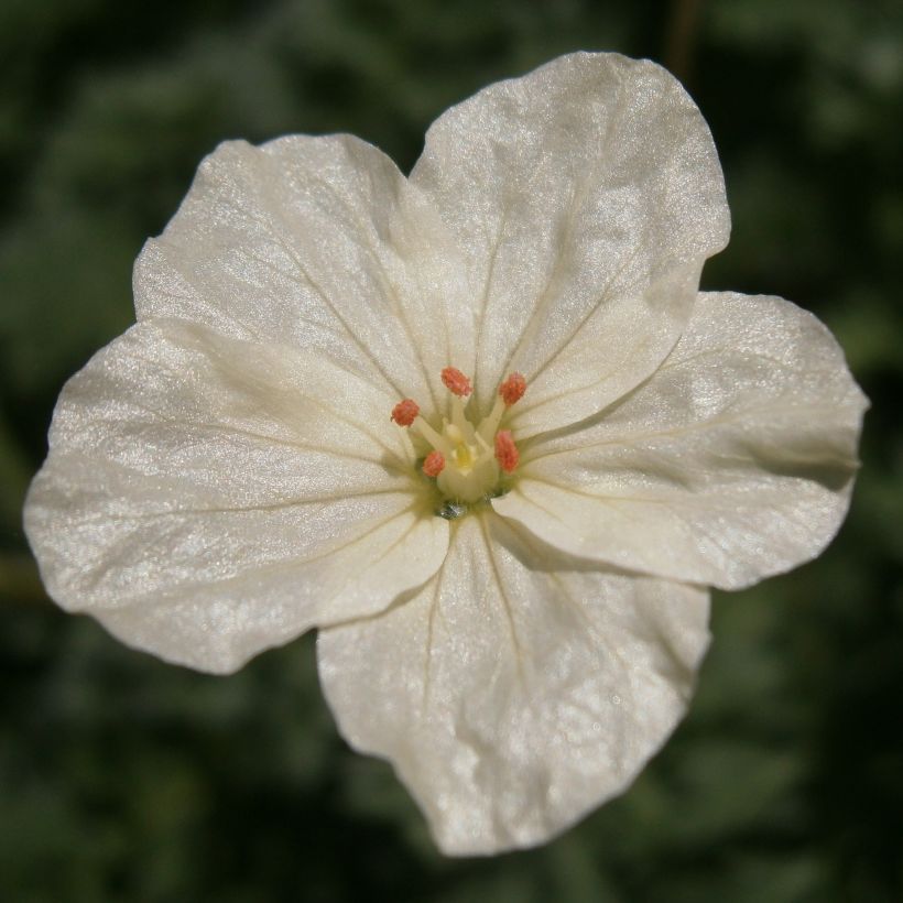 Erodium chrysanthum - Alfileria amarilla (Floración)