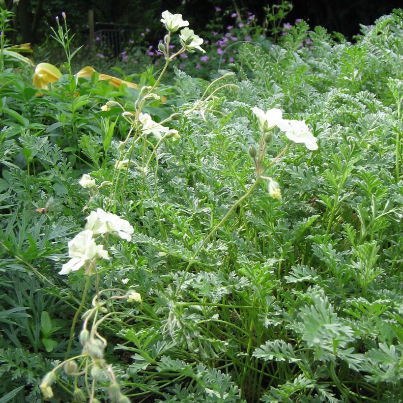 Erodium chrysanthum - Alfileria amarilla (Porte)