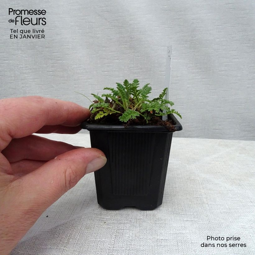 Erodium chrysanthum Godet de 8 cm Ejemplar entregado en invierno