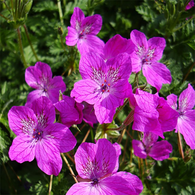 Erodium manescavii - Alfileria (Floración)