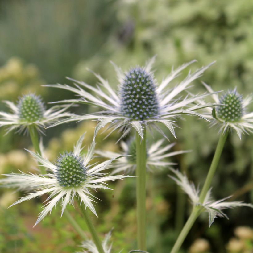 Eryngium zabelii Jos Eijking - Eringio (Floración)