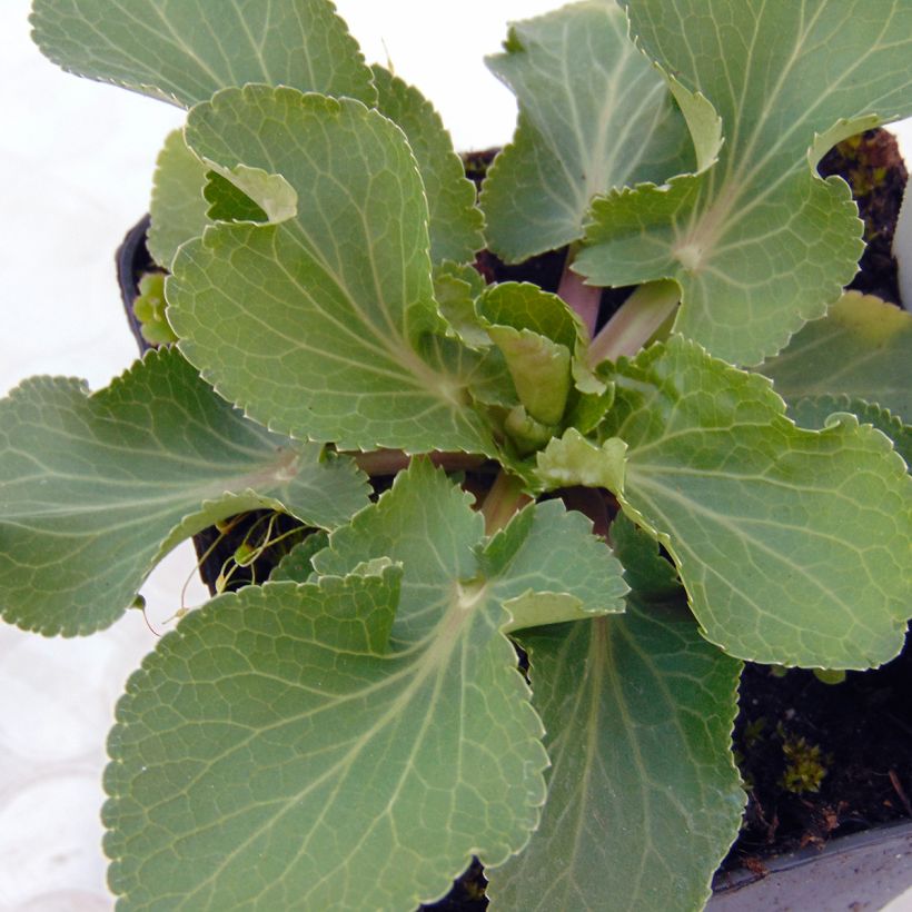 Eryngium planum Tiny Jackpot - Cardo plano (Follaje)