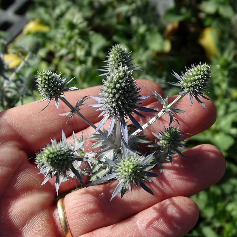 Eryngium planum Tiny Jackpot - Cardo plano (Floración)