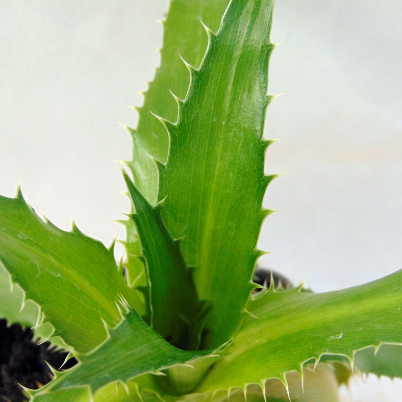 Eryngium agavifolium - Cardo de hoja de agave (Follaje)