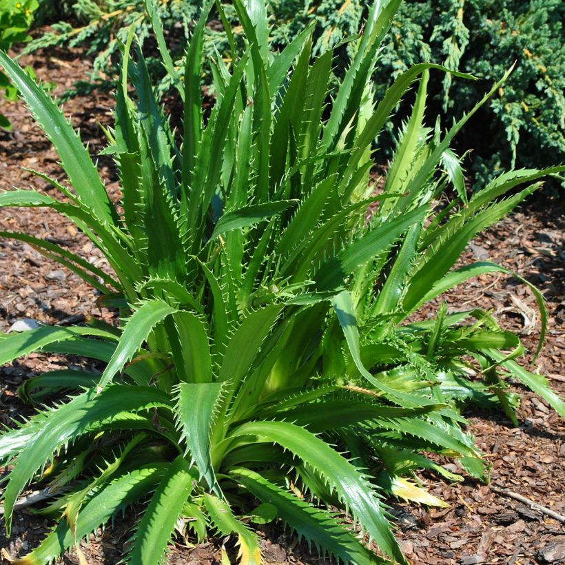 Eryngium agavifolium - Cardo de hoja de agave (Porte)