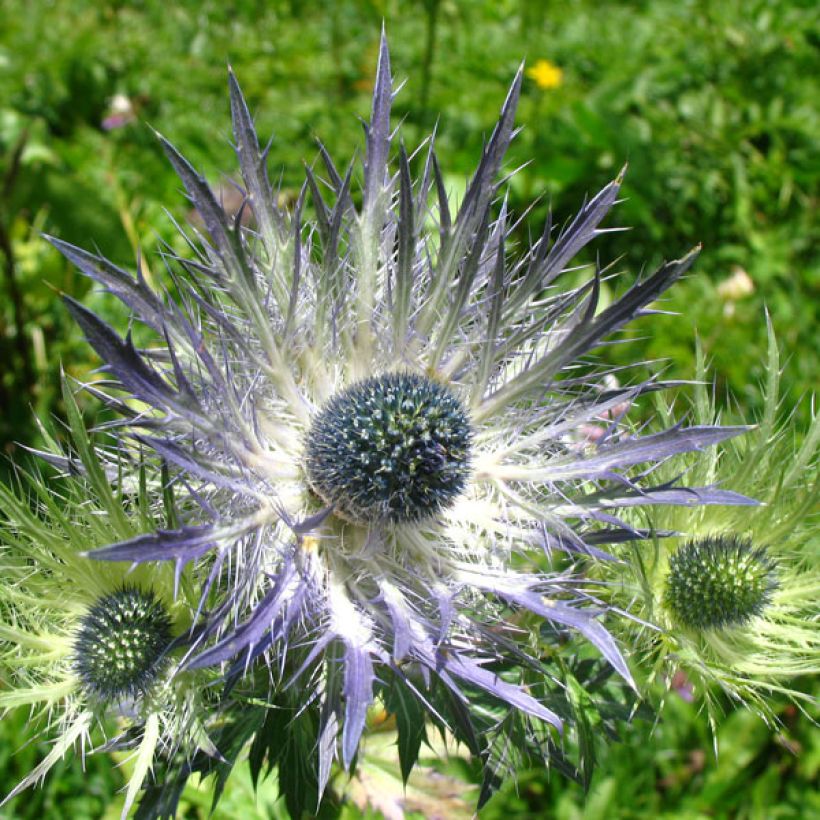 Eryngium alpinum Blue Star - Panicaut (Floración)