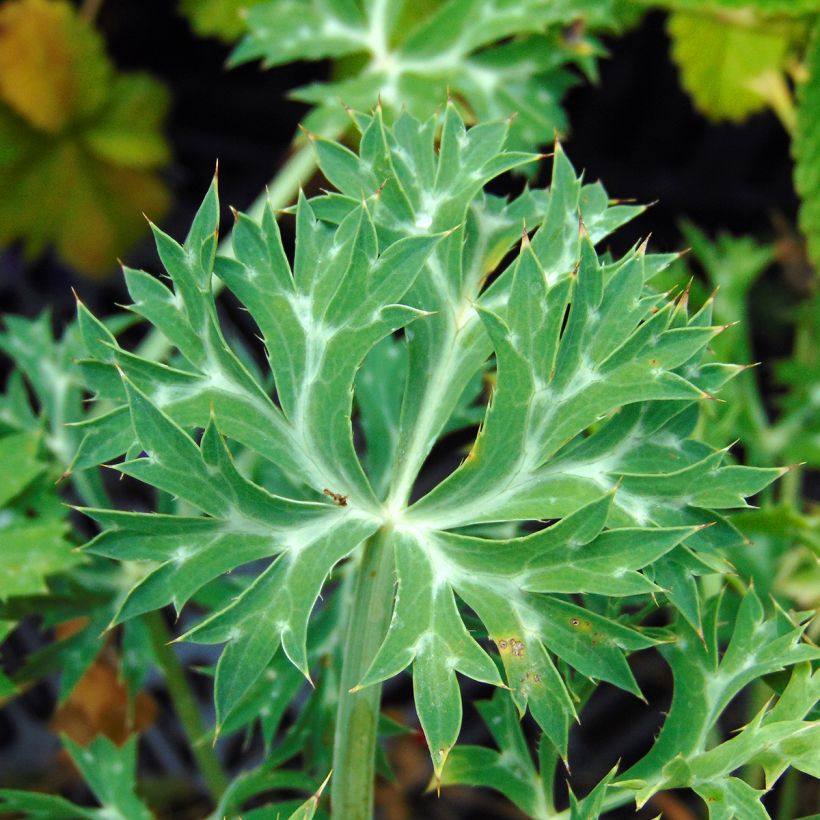 Eryngium bourgatii - Panizo de mar (Follaje)