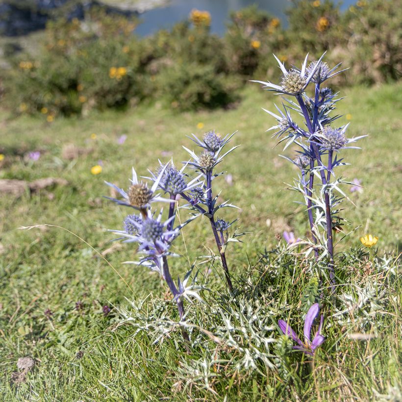 Eryngium bourgatii - Panizo de mar (Porte)