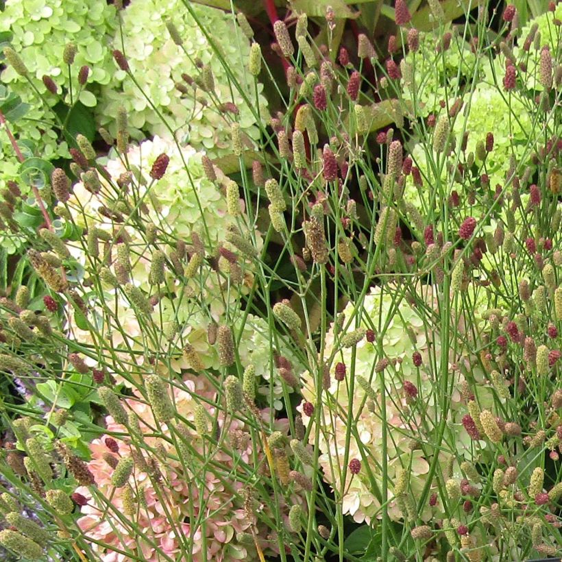 Eryngium ebracteatum var. poterioides - Cardo de monte (Floración)