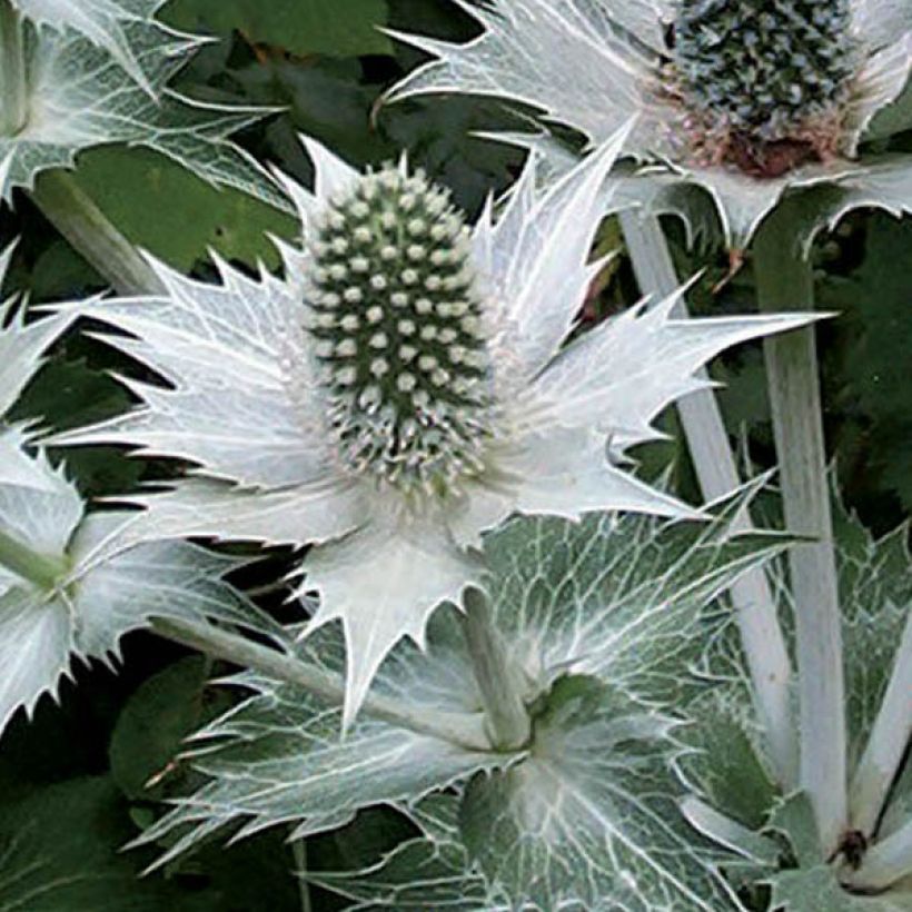 Eryngium giganteum - Cardo santo (Floración)